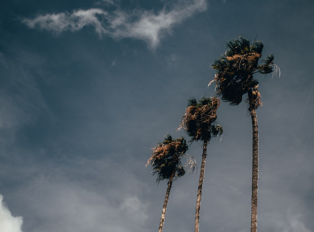 green coconut trees under blue and white sky