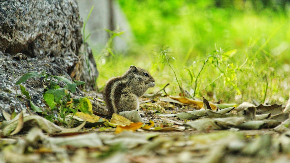 closeup photo of squirrel during daytime