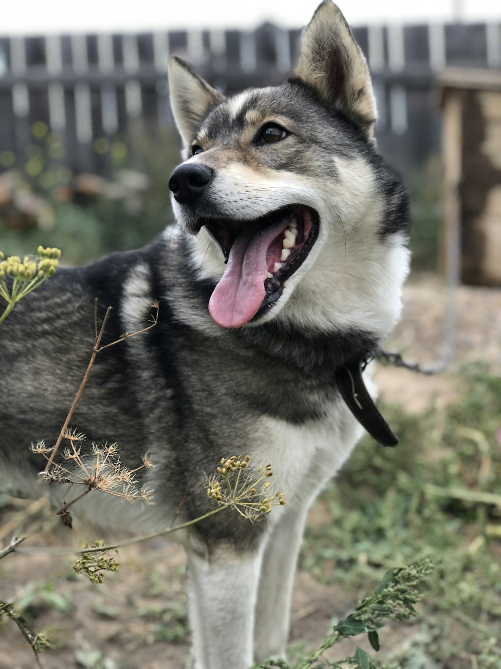 adult German shepherd near green leaf plant