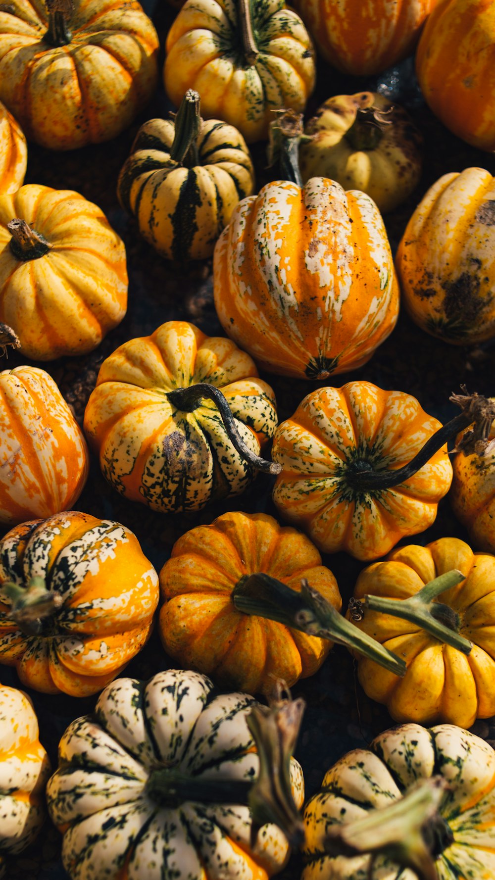 yellow and orange pumpkins