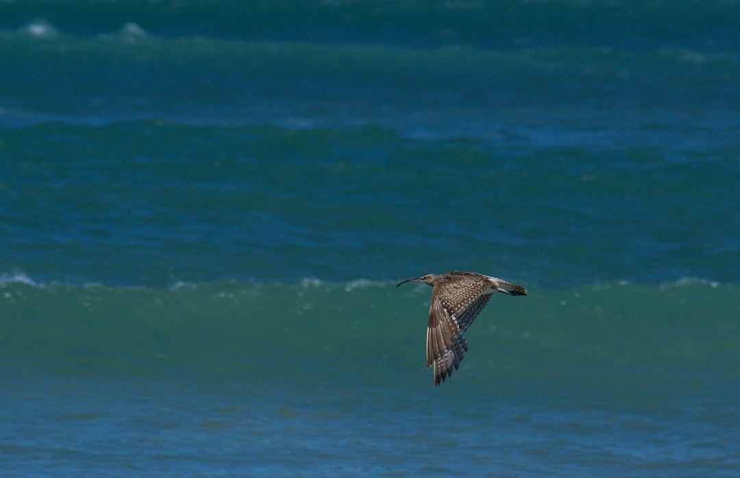 bird on flight at beach