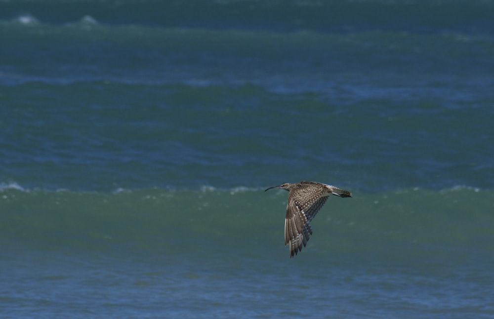 bird on flight at beach