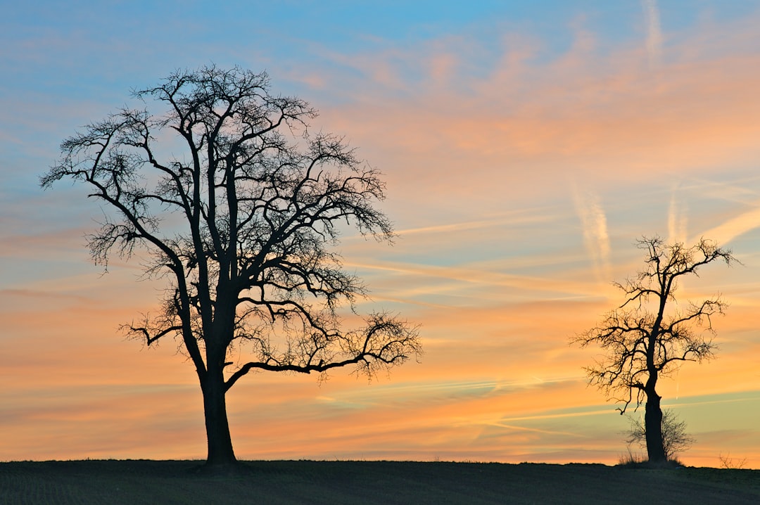 Silhouette of bare tree during sunset