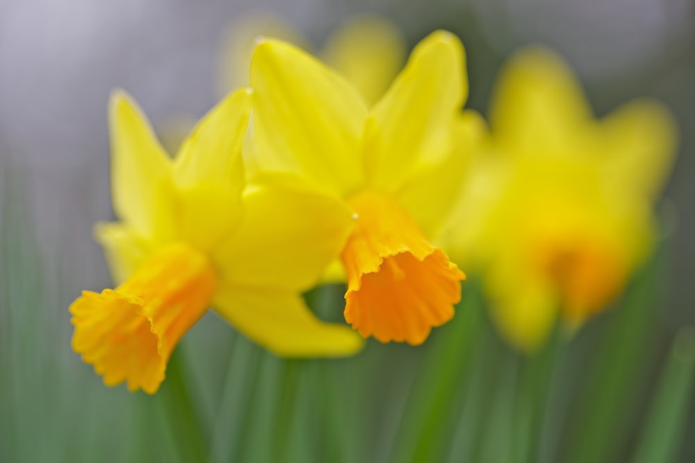 Yellow flower