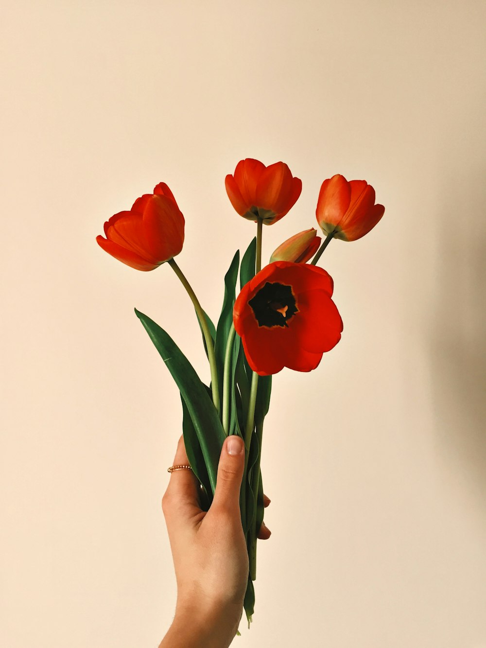 fiore di tulipano