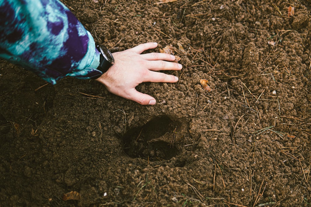 person in blue and white shirt holding brown dried leaves