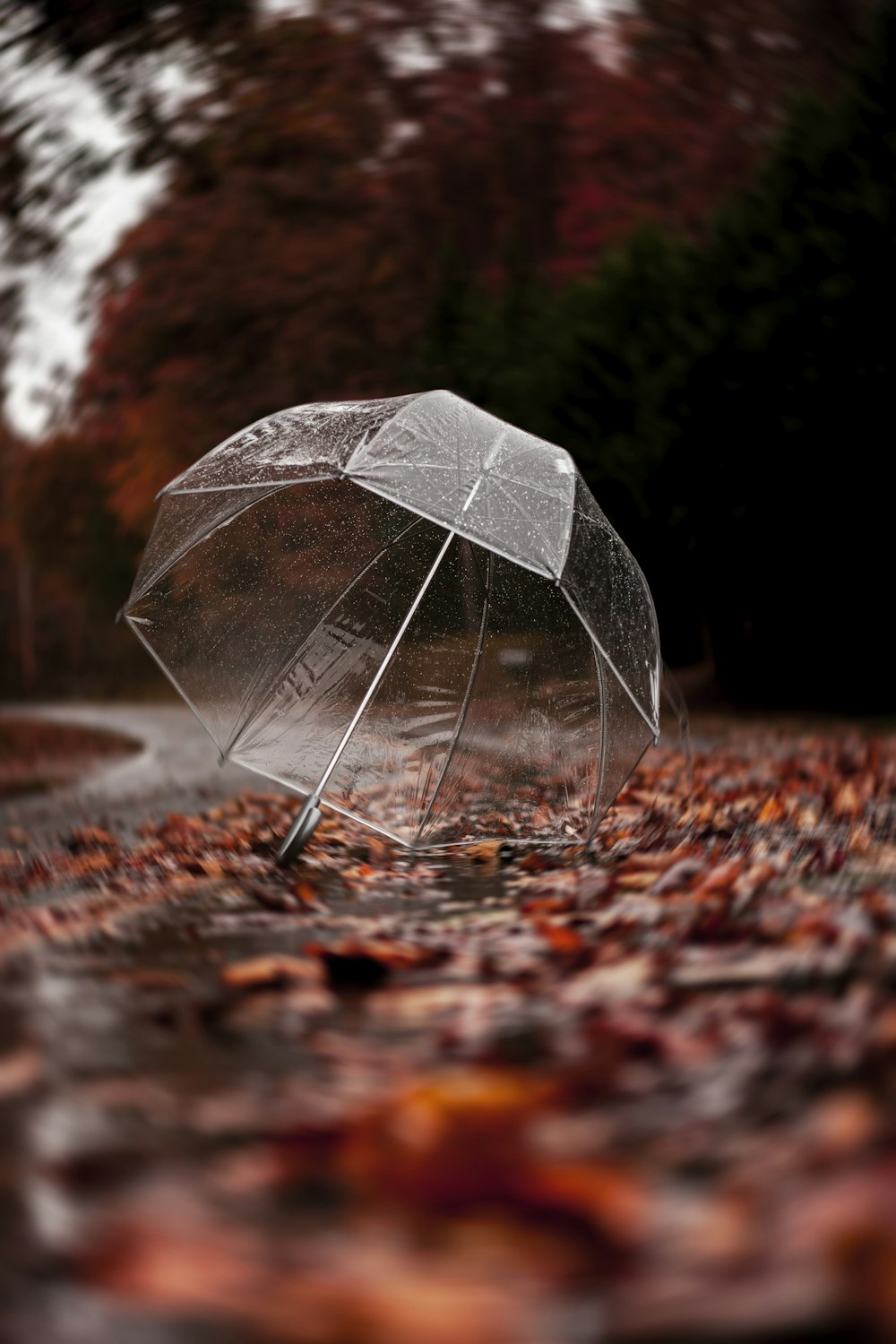 clear plastic umbrella on road filled with leaves
