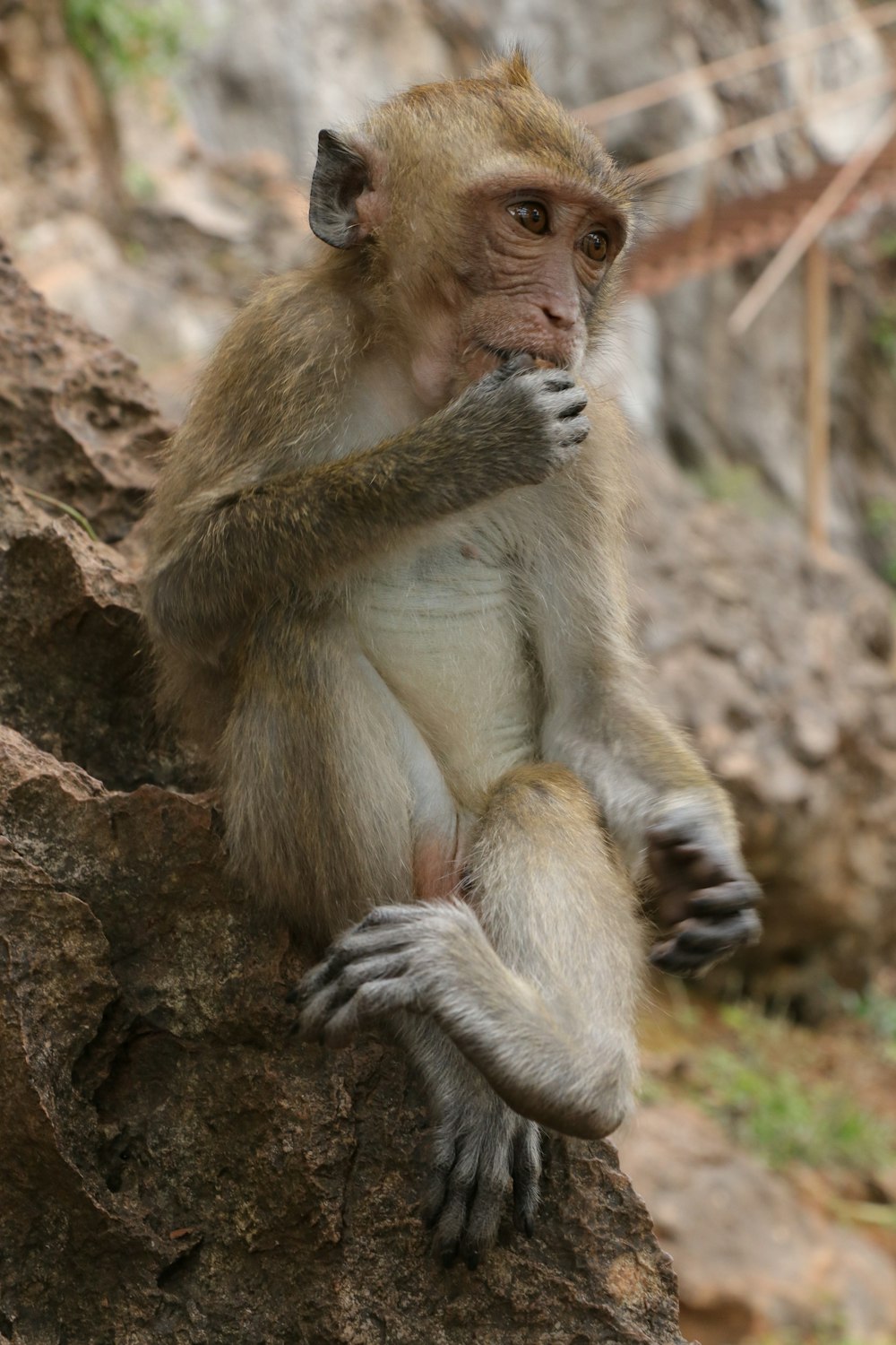 brown monkey photograph