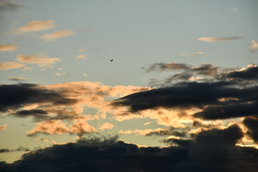 birds flying in the sky during golden hour