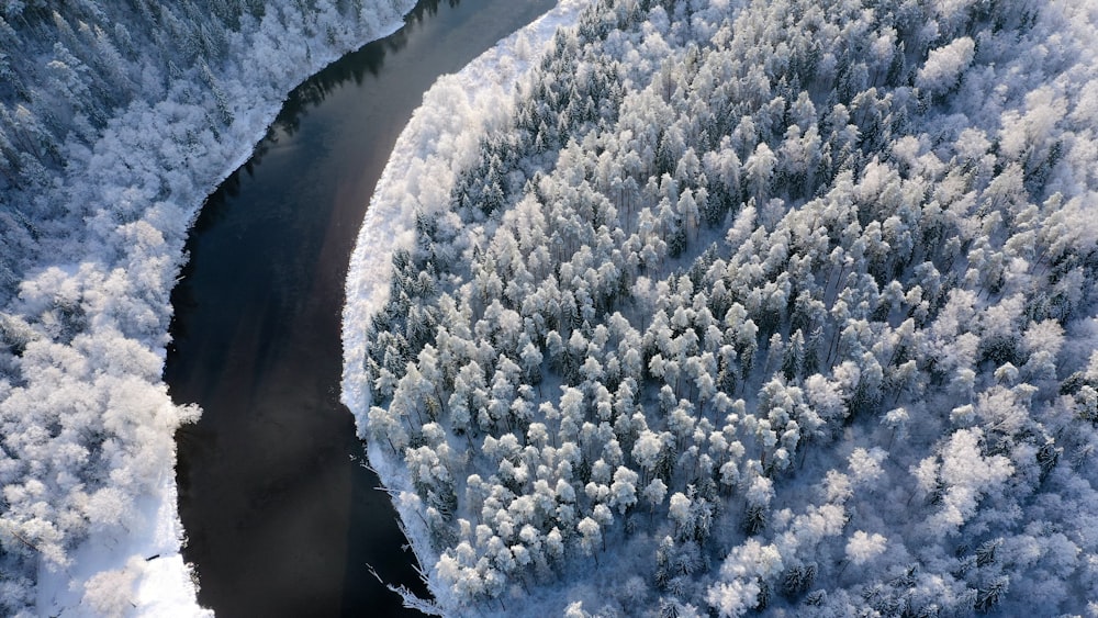 aerial photography of forest covered by white snow