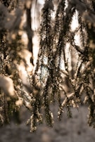 Sunlight filtering through pine branches onto a collection of wreaths and crafts displayed outdoors.