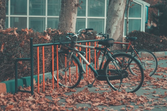 parked bicycles beside trees during daytime in Karaj Iran