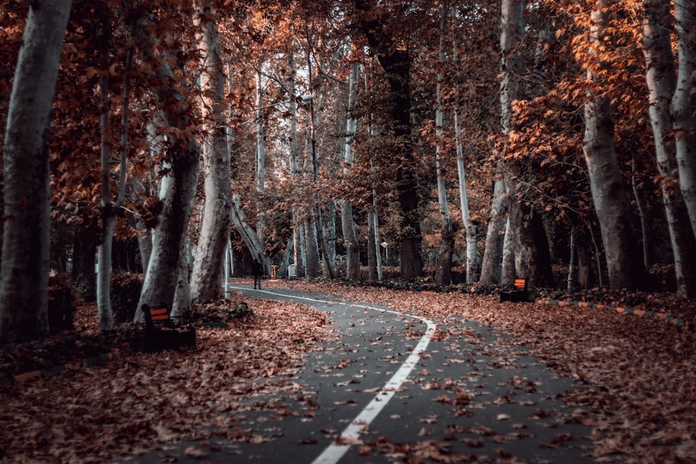 vehicle in forest