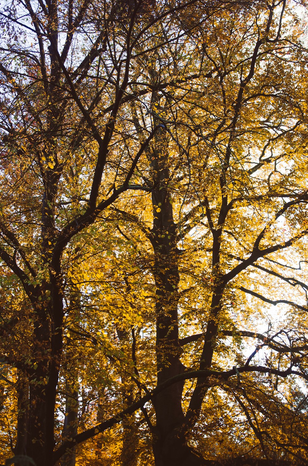 two green leafed trees during daytime