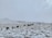 A serene snowy landscape with a line of pack animals, possibly yaks, covered with colorful tarps, accompanied by people trekking through the snow. The sky is overcast, creating a tranquil and isolated atmosphere.