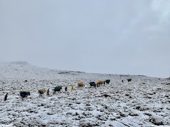 A serene snowy landscape with a line of pack animals, possibly yaks, covered with colorful tarps, accompanied by people trekking through the snow. The sky is overcast, creating a tranquil and isolated atmosphere.