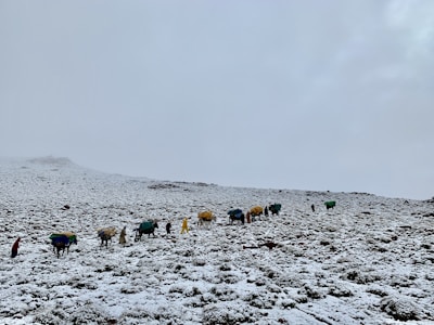 A serene snowy landscape with a line of pack animals, possibly yaks, covered with colorful tarps, accompanied by people trekking through the snow. The sky is overcast, creating a tranquil and isolated atmosphere.