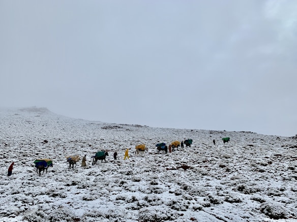 A serene snowy landscape with a line of pack animals, possibly yaks, covered with colorful tarps, accompanied by people trekking through the snow. The sky is overcast, creating a tranquil and isolated atmosphere.