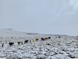 A serene snowy landscape with a line of pack animals, possibly yaks, covered with colorful tarps, accompanied by people trekking through the snow. The sky is overcast, creating a tranquil and isolated atmosphere.