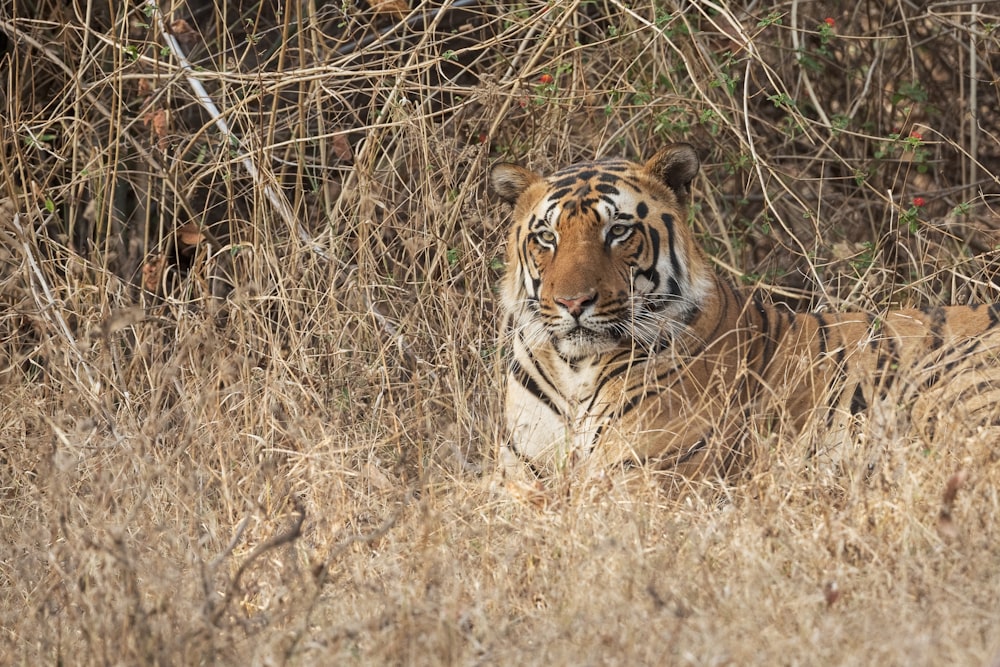 adult tiger on brown field