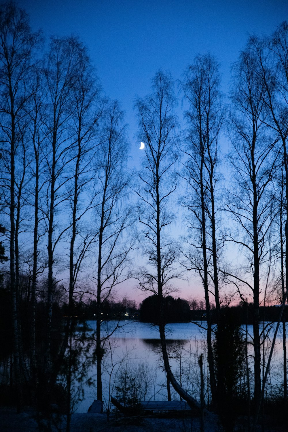 bare trees during night