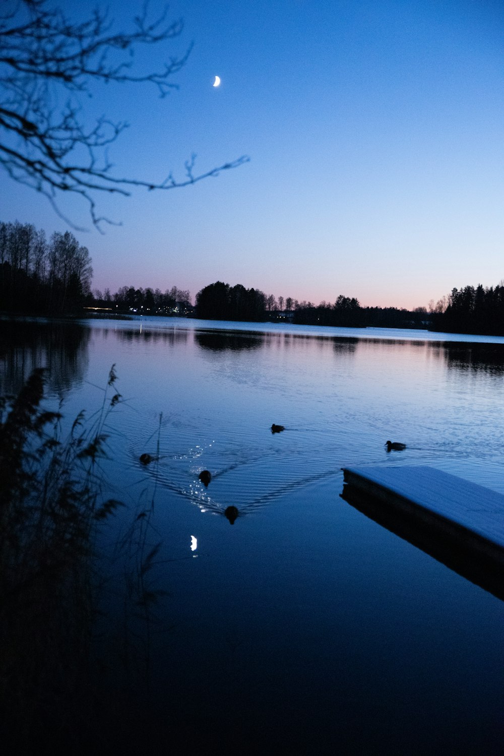 body of water near trees during day