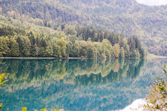 trees near body of water during daytime in Forggensee Germany