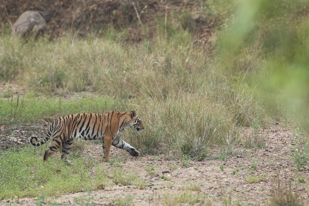 brown, black, and white tiger