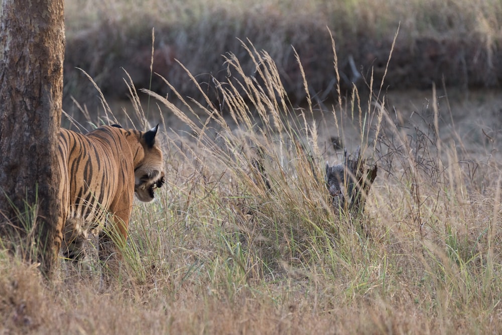 bengal tiger