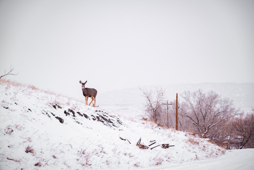 ciervo en la cima de una colina cubierta de nieve