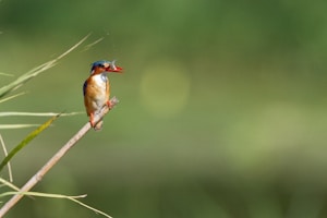 bird perched on twig