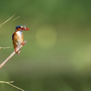 bird perched on twig