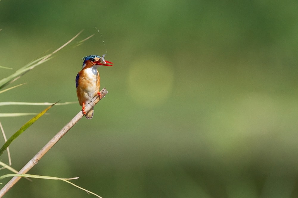 bird perched on twig