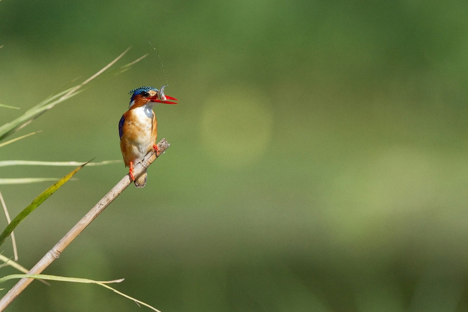 Canon EF 500mm F4L IS II USM sample photo. Bird perched on twig photography