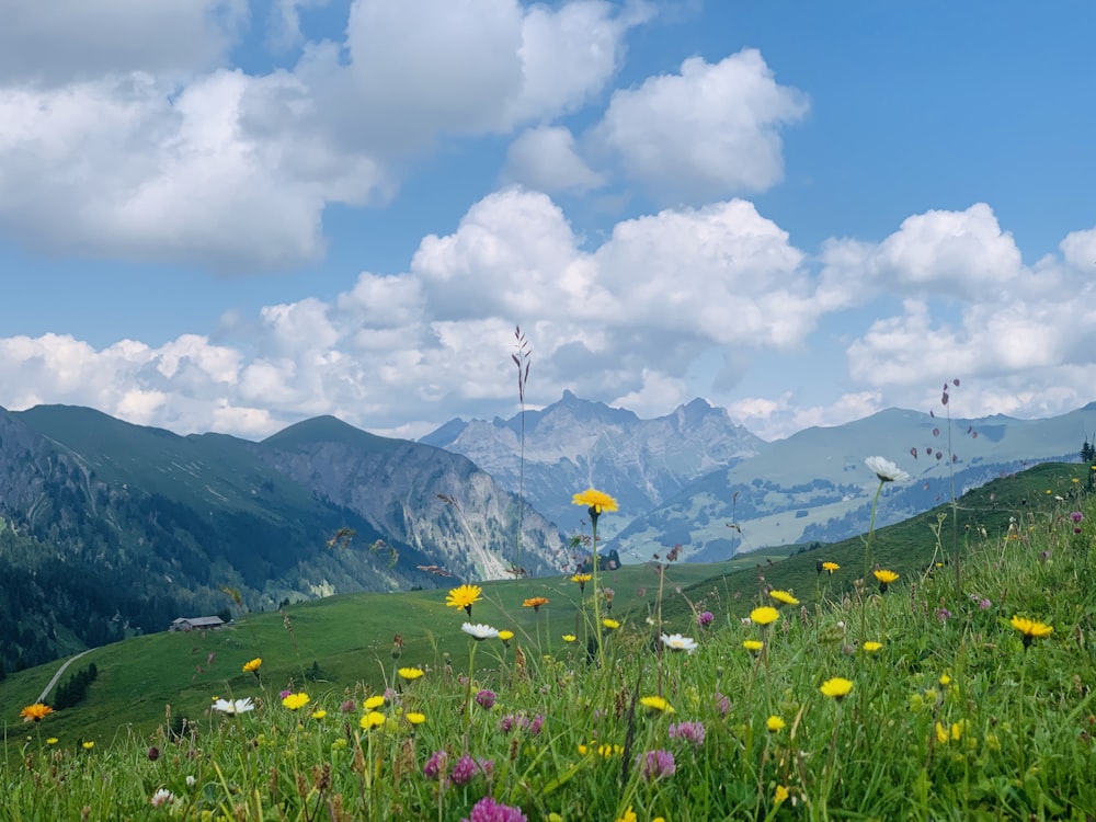 flower field