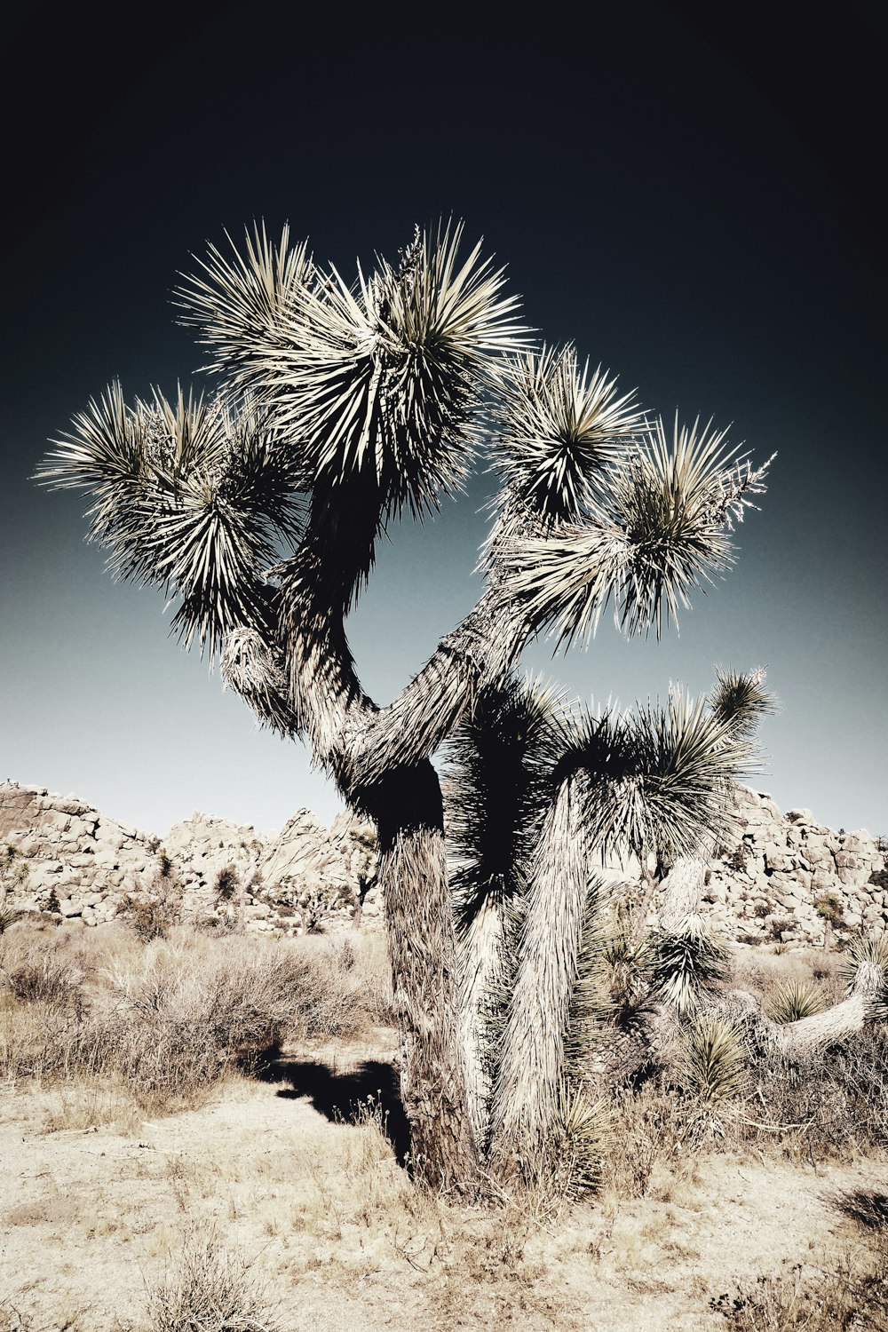 árbol gris durante el día