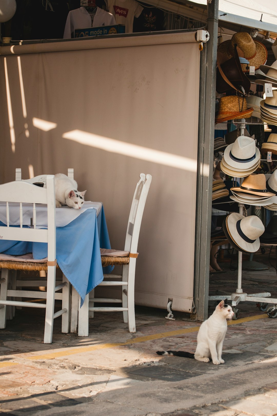 white cat on table