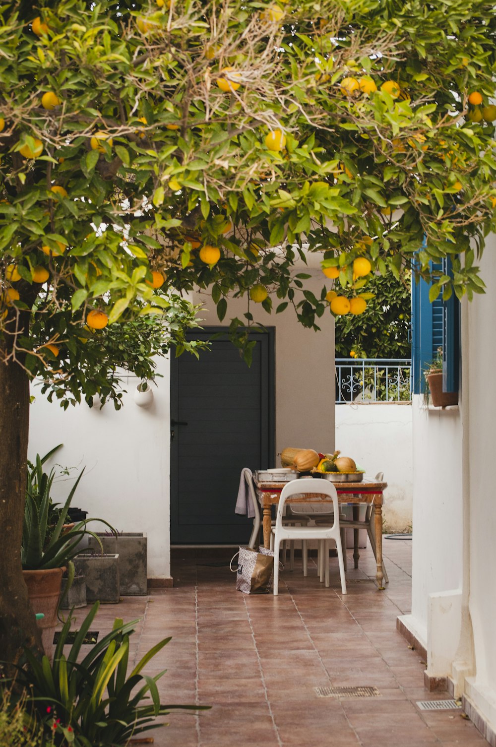 orange tree near table