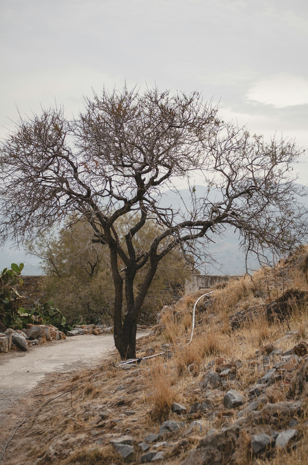 view photography of tree near road and hill during daytime