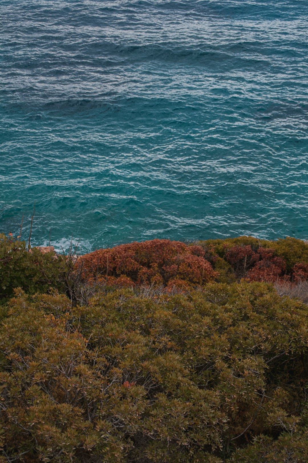 green trees near body of water during daytime