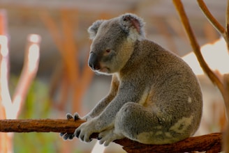 A friendly koala perched on a branch, symbolizing steady guidance and calm in business challenges.