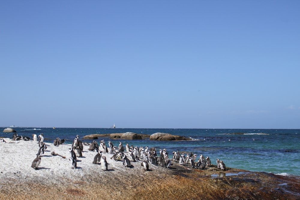 colony of penguins on island during day