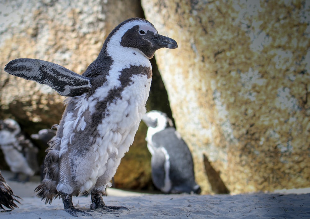 white and grey penguin