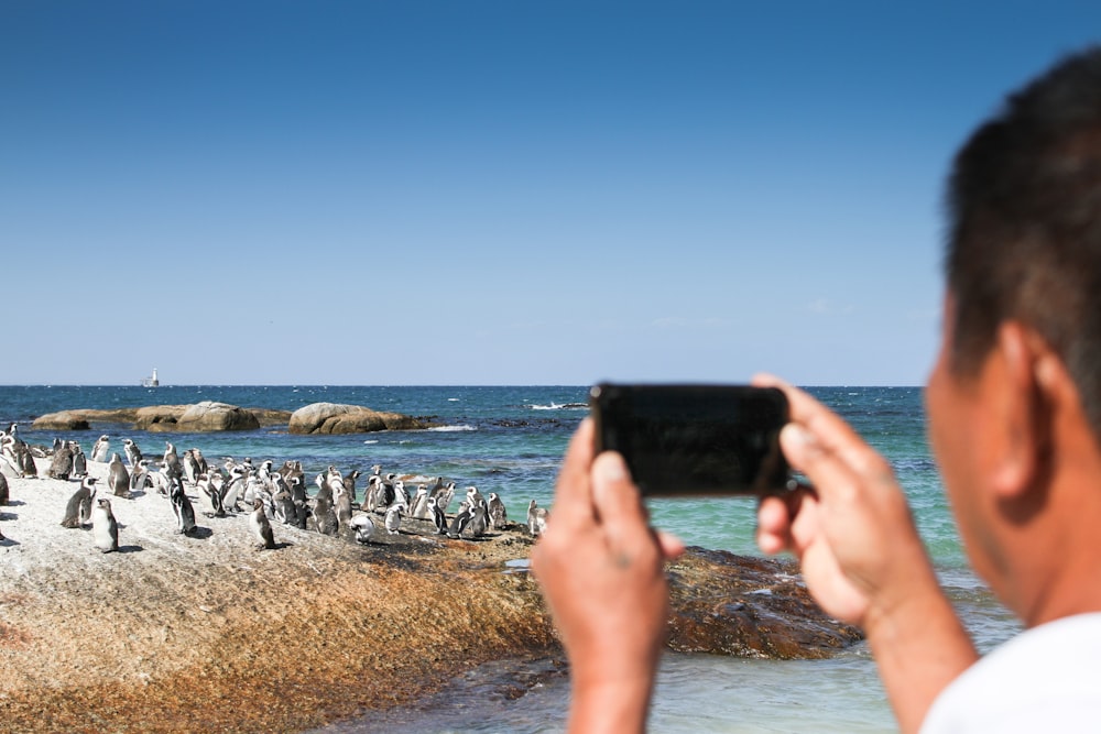 man taking pictures of peguins