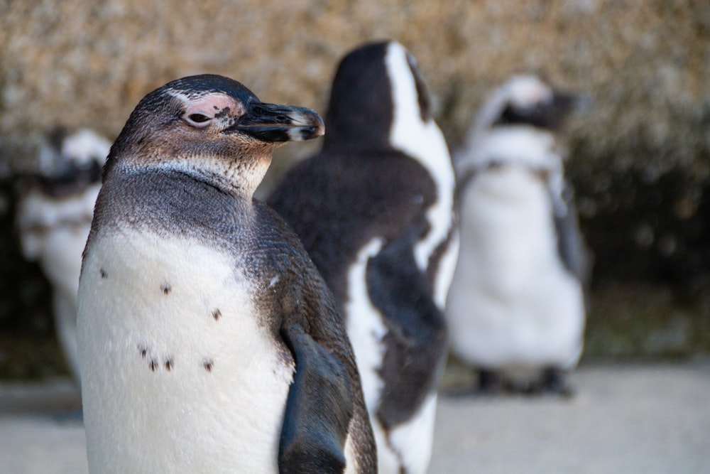 white penguin