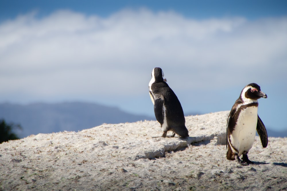 black-and-white penguins