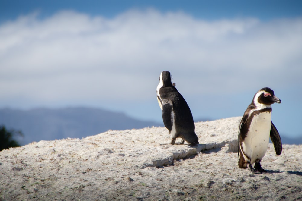 pinguins pretos e brancos