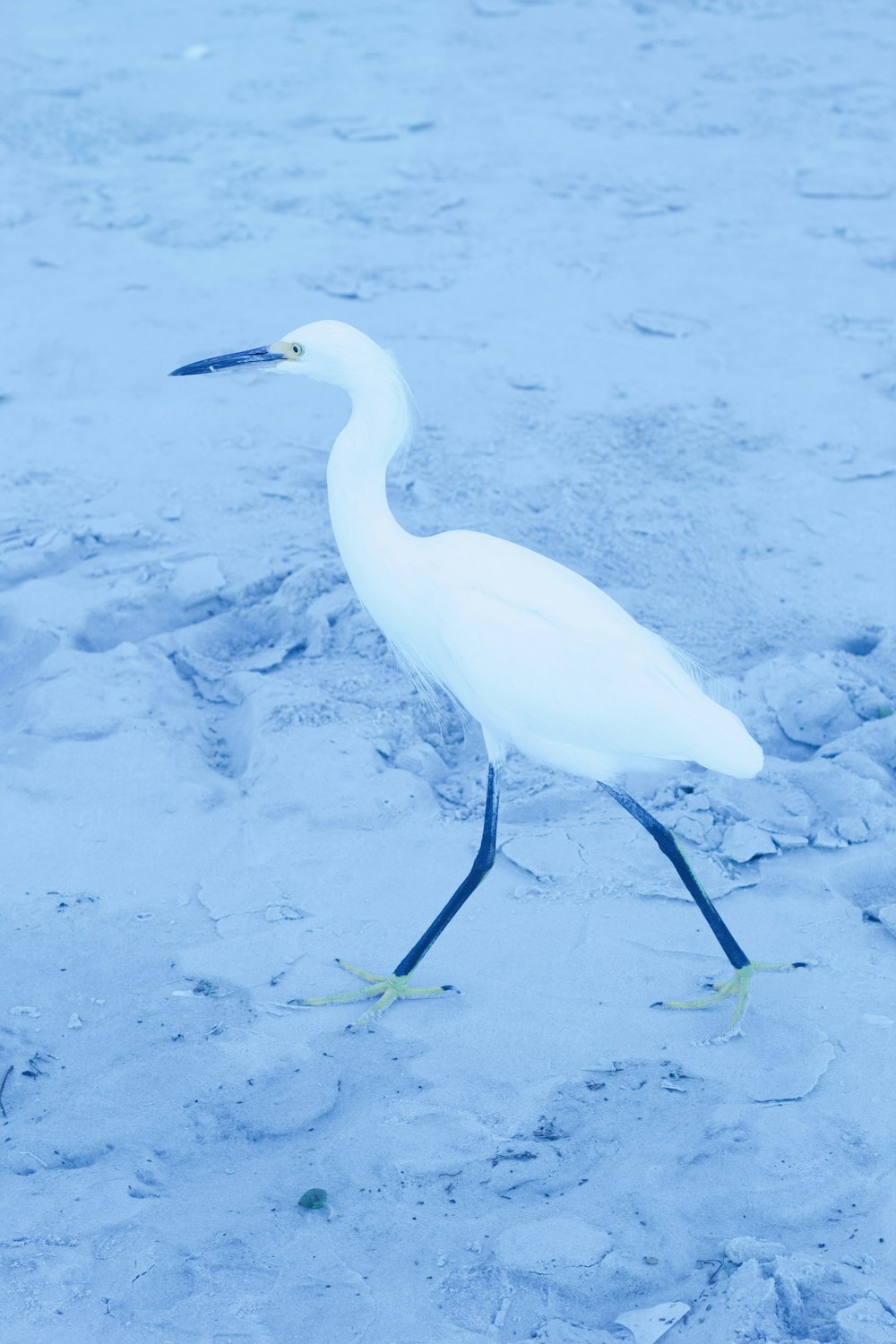 white heron