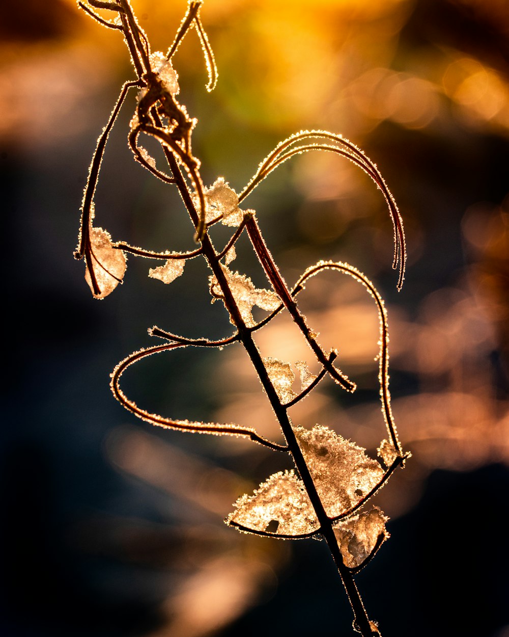 bokeh photography of a brown plant stem