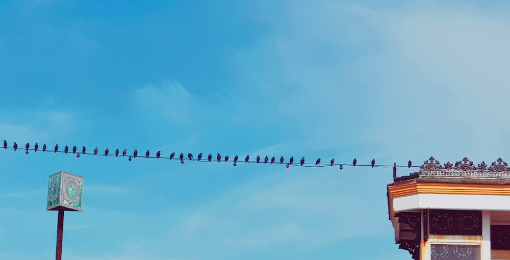 flock of birds on wire
